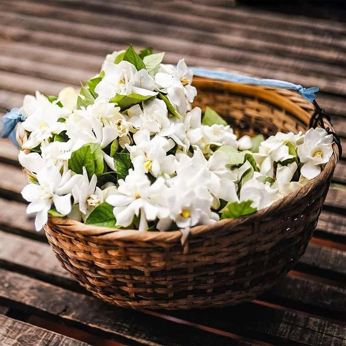 🔥LAST DAY Promotion 20% OFF 🌸Beautiful Jasmine Potted Plant (Can be planted in winter)