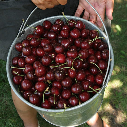 🏆75K+ SOLD! 🌳Cherry Tree Seeds – Delicious, Fresh Cherries Await!🍒