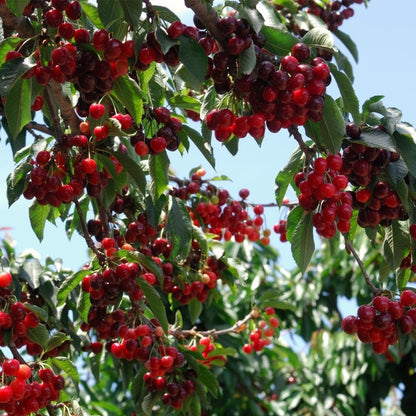 🏆75K+ SOLD! 🌳Cherry Tree Seeds – Delicious, Fresh Cherries Await!🍒