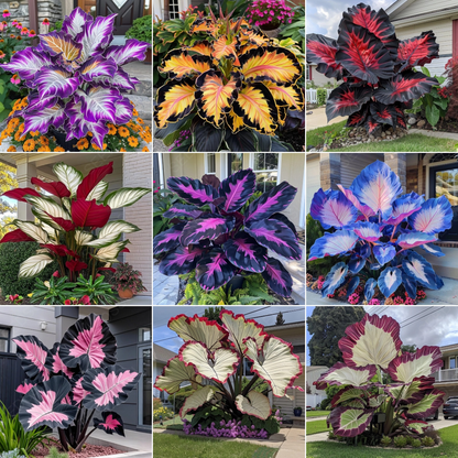Giant Caladium Bulbs