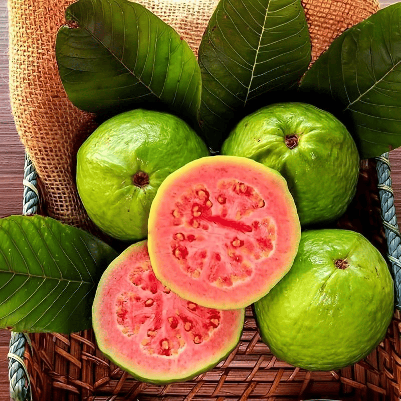 🌿 (New Harvest) Organic Pink Guava Seeds | 🔥Pre-Primed for High Germination (99% Germination)