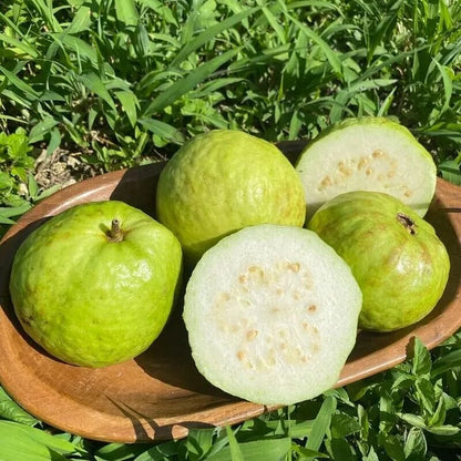 🌿 (New Harvest) Organic Pink Guava Seeds | 🔥Pre-Primed for High Germination (99% Germination)