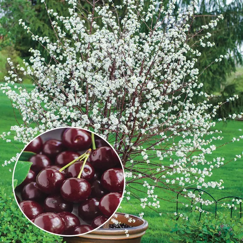 🏆75K+ SOLD! 🌳Cherry Tree Seeds – Delicious, Fresh Cherries Await!🍒