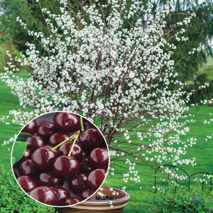 🏆75K+ SOLD! 🌳Cherry Tree Seeds – Delicious, Fresh Cherries Await!🍒