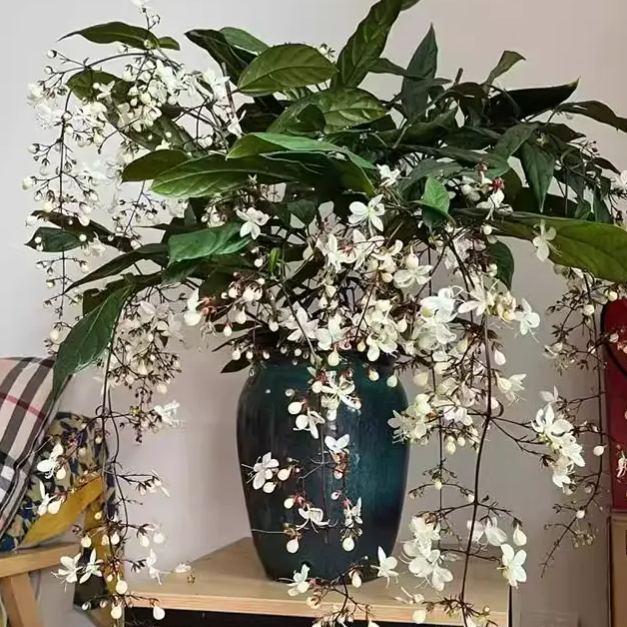 💐You Are My Life-Weeping Jasmine Flowers Seeds