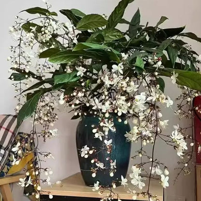 💐You Are My Life-Weeping Jasmine Flowers Seeds