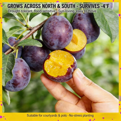 🌳LIMITED-TIME BUY 1 GET 1 FREE⏰🍑 Heirloom Non-GMO Grafted Plum Tree Live Seeds