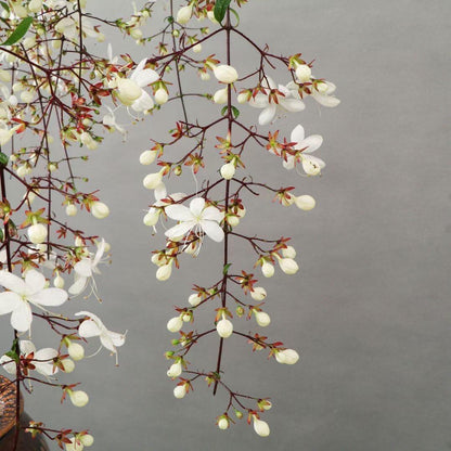 💐You Are My Life-Weeping Jasmine Flowers Seeds