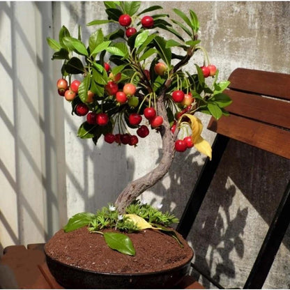 🏆75K+ SOLD! 🌳Cherry Tree Seeds – Delicious, Fresh Cherries Await!🍒