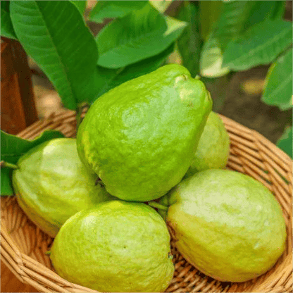 🌿 (New Harvest) Organic Pink Guava Seeds | 🔥Pre-Primed for High Germination (99% Germination)