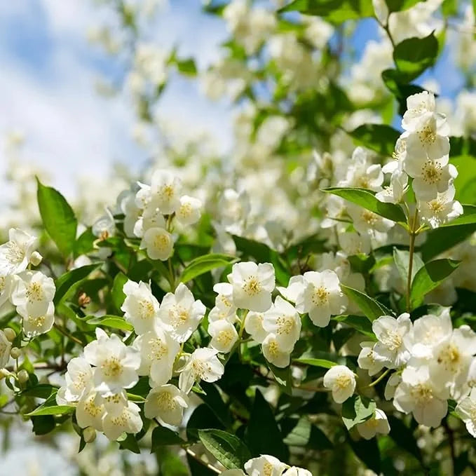 🔥LAST DAY Promotion 20% OFF 🌸Beautiful  Jasmine Potted Plant (Can be planted in winter)