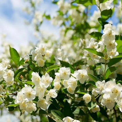🔥LAST DAY Promotion 20% OFF 🌸Beautiful  Jasmine Potted Plant (Can be planted in winter)