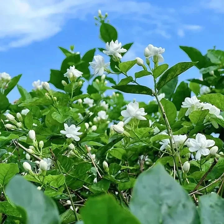 🔥LAST DAY Promotion 20% OFF 🌸Beautiful  Jasmine Potted Plant (Can be planted in winter)