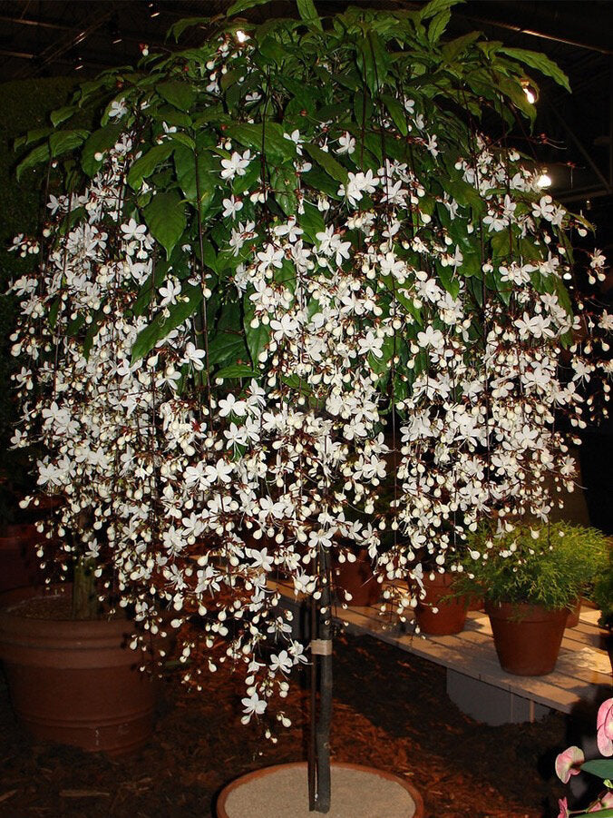 💐You Are My Life-Weeping Jasmine Flowers Seeds