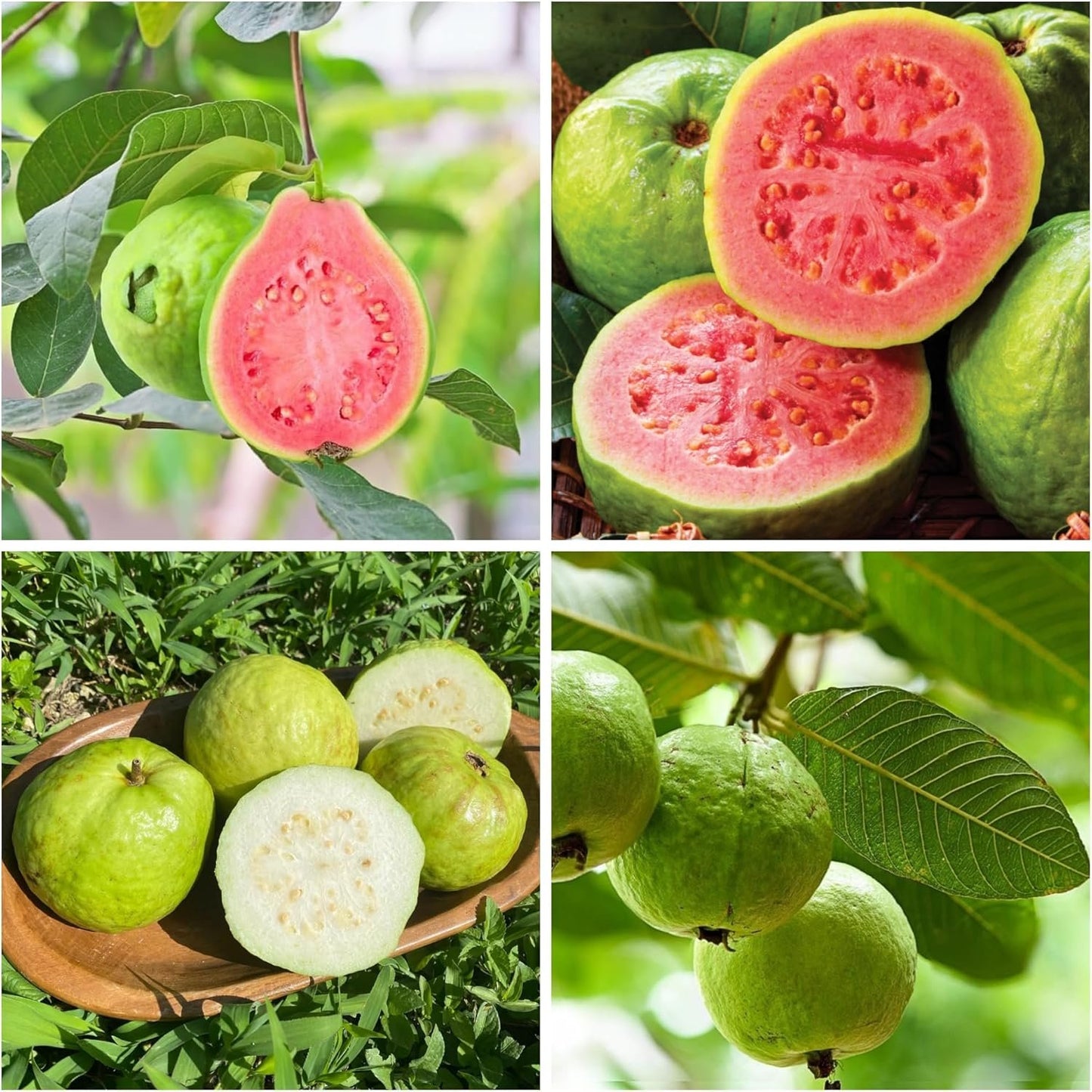 🌿 (New Harvest) Organic Pink Guava Seeds | 🔥Pre-Primed for High Germination (99% Germination)