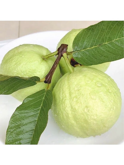 🌿 (New Harvest) Organic Pink Guava Seeds | 🔥Pre-Primed for High Germination (99% Germination)