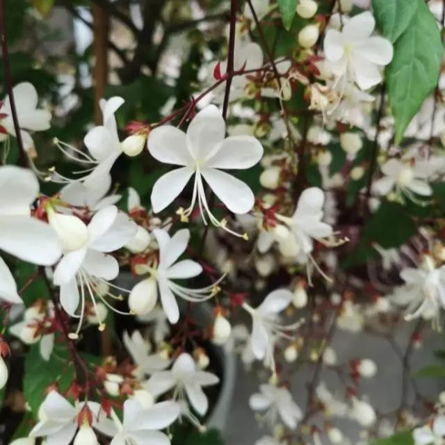 💐You Are My Life-Weeping Jasmine Flowers Seeds