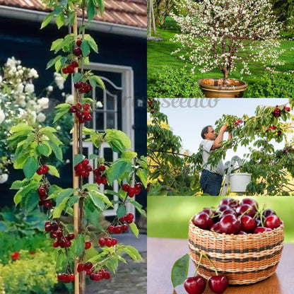 🏆75K+ SOLD! 🌳Cherry Tree Seeds – Delicious, Fresh Cherries Await!🍒