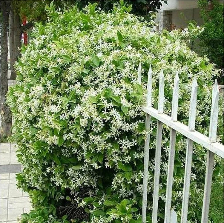 🔥LAST DAY Promotion 20% OFF 🌸Beautiful  Jasmine Potted Plant (Can be planted in winter)