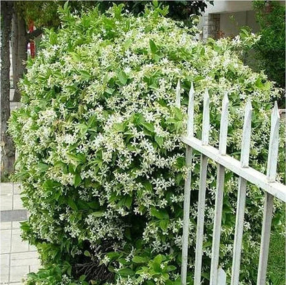 🔥LAST DAY Promotion 20% OFF 🌸Beautiful  Jasmine Potted Plant (Can be planted in winter)
