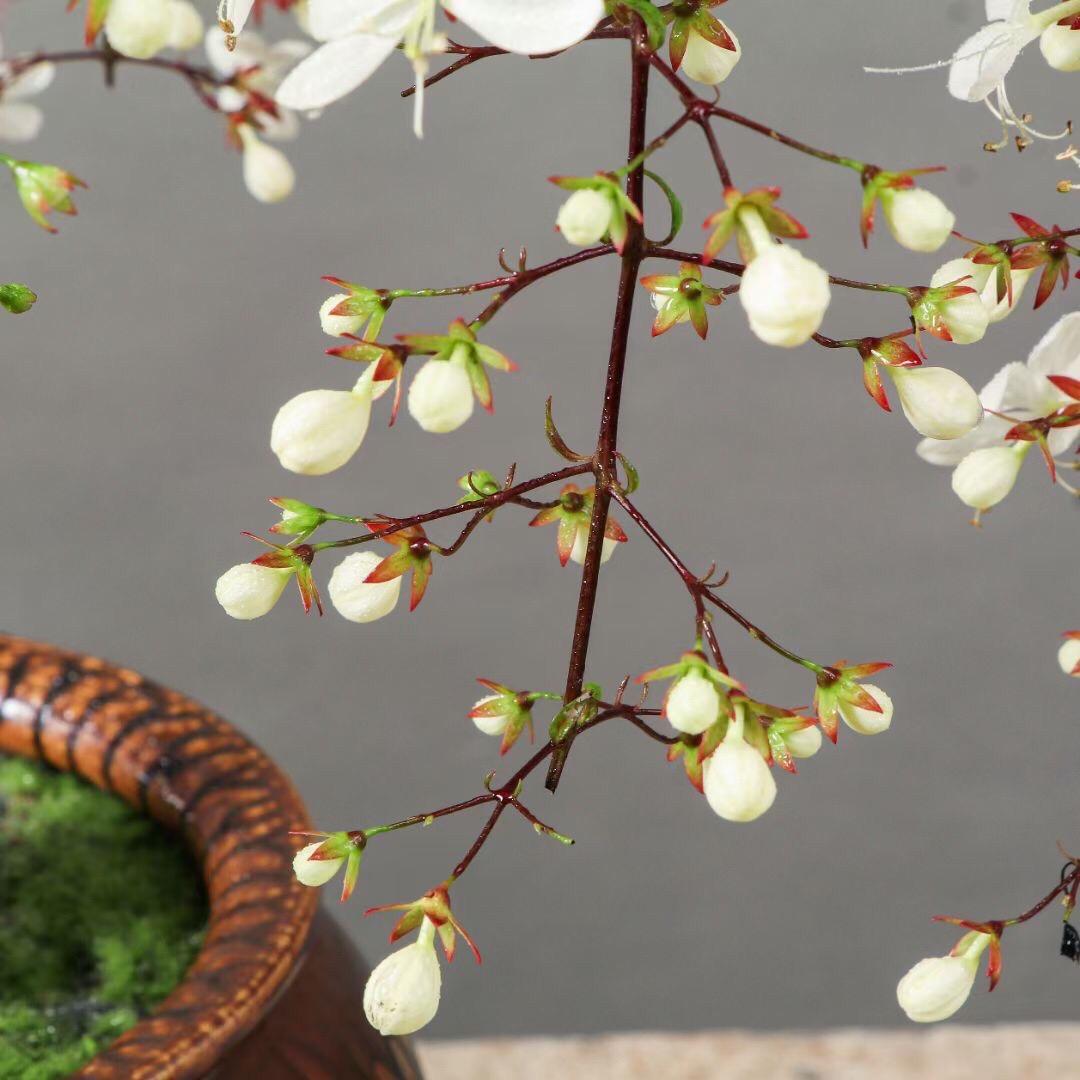 💐You Are My Life-Weeping Jasmine Flowers Seeds
