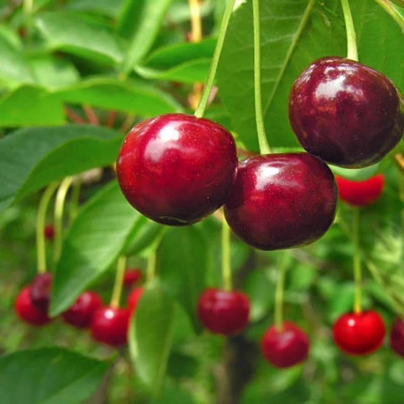 🏆75K+ SOLD! 🌳Cherry Tree Seeds – Delicious, Fresh Cherries Await!🍒
