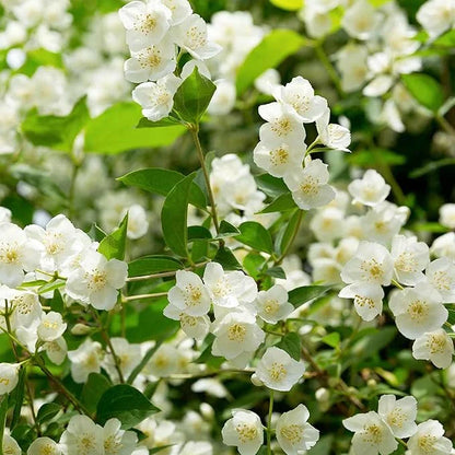 🔥LAST DAY Promotion 20% OFF 🌸Beautiful  Jasmine Potted Plant (Can be planted in winter)