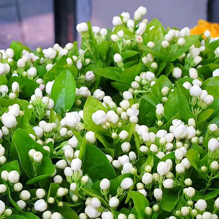 🔥LAST DAY Promotion 20% OFF 🌸Beautiful  Jasmine Potted Plant (Can be planted in winter)