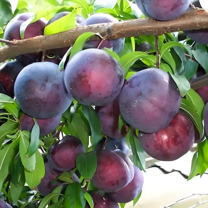 🌳LIMITED-TIME BUY 1 GET 1 FREE⏰🍑 Heirloom Non-GMO Grafted Plum Tree Live Seeds