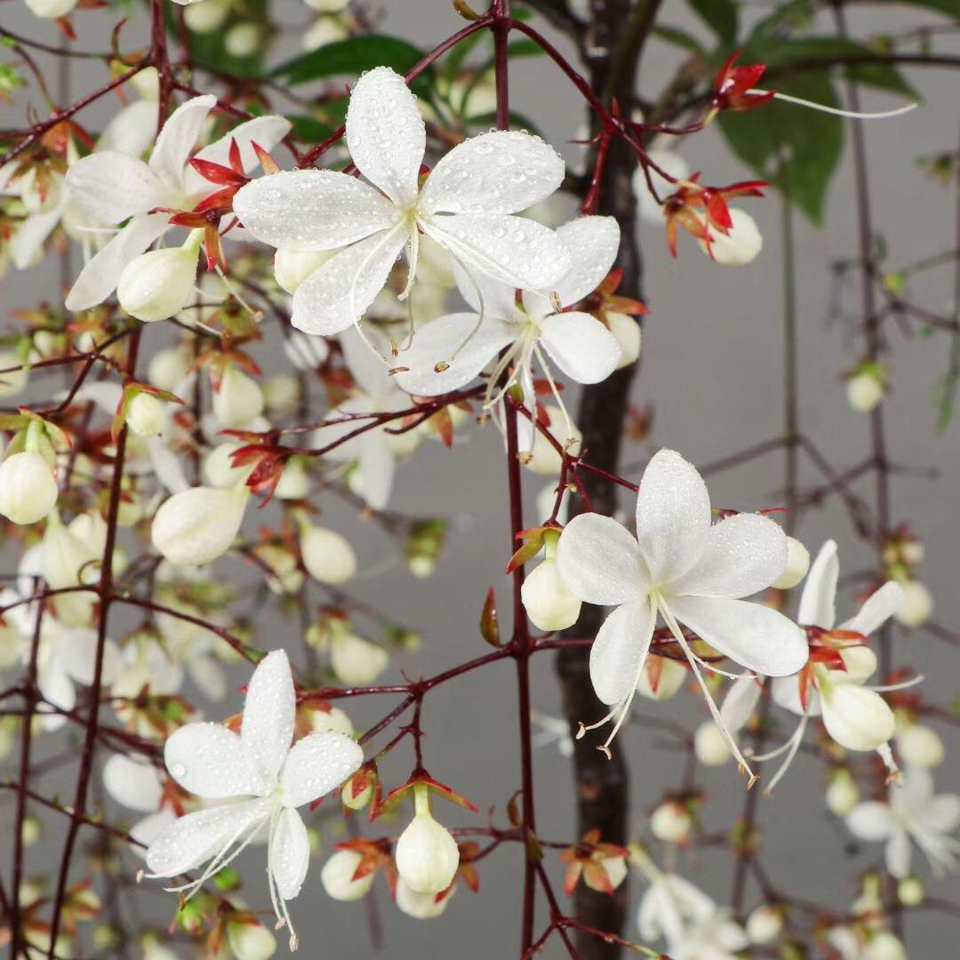 💐You Are My Life-Weeping Jasmine Flowers Seeds