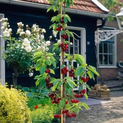 🏆75K+ SOLD! 🌳Cherry Tree Seeds – Delicious, Fresh Cherries Await!🍒