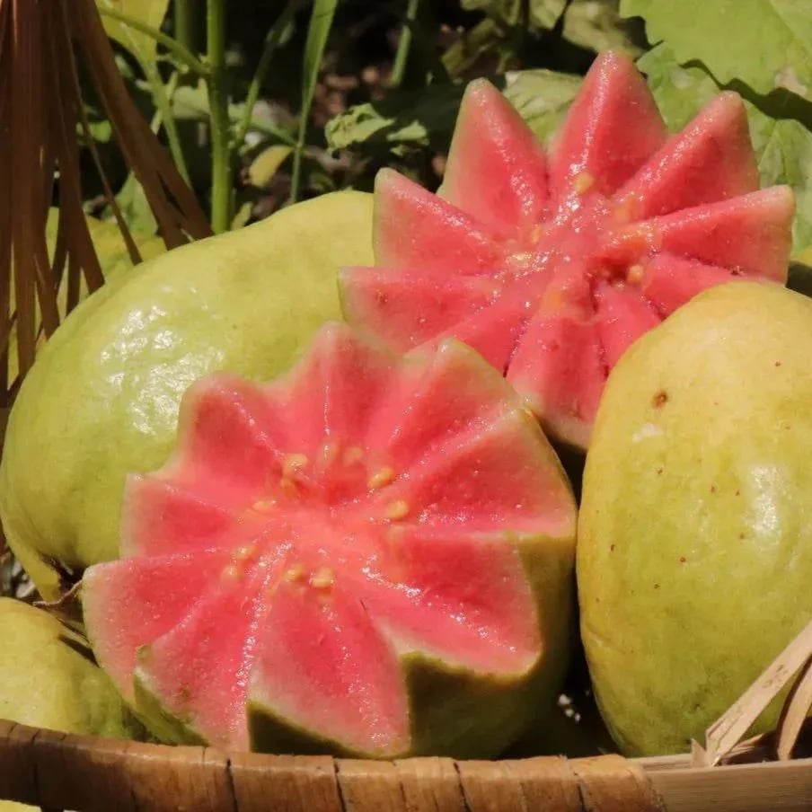 🌿 (New Harvest) Organic Pink Guava Seeds | 🔥Pre-Primed for High Germination (99% Germination)