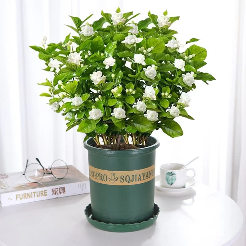 🔥LAST DAY Promotion 20% OFF 🌸Beautiful  Jasmine Potted Plant (Can be planted in winter)