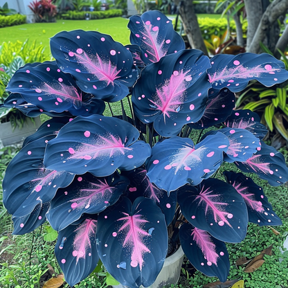 Giant Caladium Bulbs
