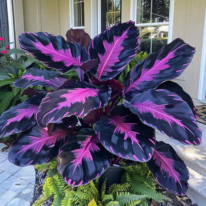 Giant Caladium Bulbs