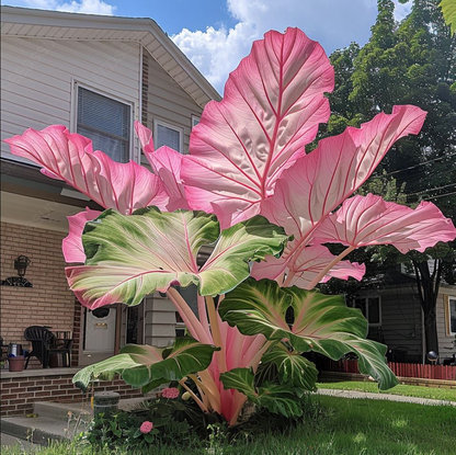Giant Caladium Bulbs
